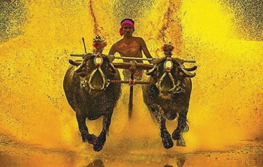 Kambala 18 n